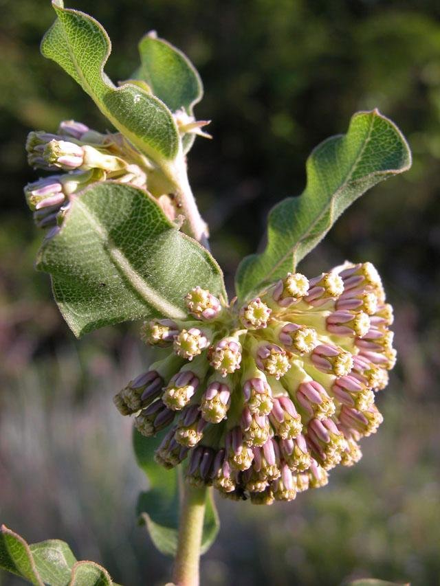   Wand Milkweed &nbsp;( Asclepias viridiflora ) is the most distinctive member of milkweed family at Tandy Hills. 