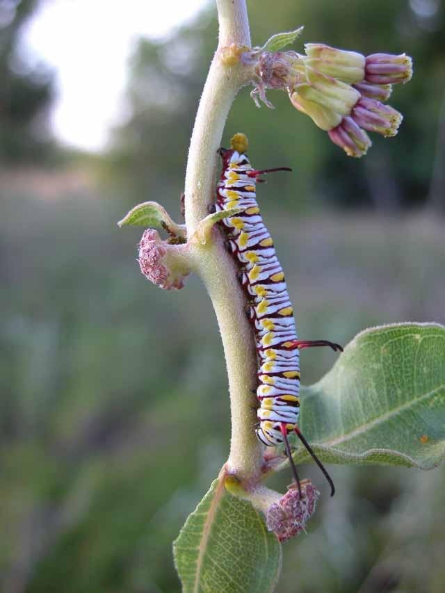  A&nbsp; Queen butterfly &nbsp;larvae feasting on a Wand Milkweed 