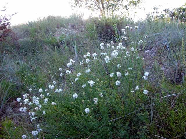   Round-headed Dalea &nbsp;or&nbsp; White Prairie Clover &nbsp;( Dalea multiflora ) is a reliable summer bloomer. 