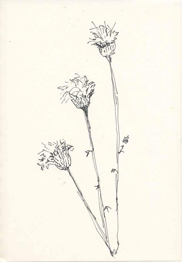   Debora Young's &nbsp;pen and ink sketch of dried&nbsp; American Basketflower  