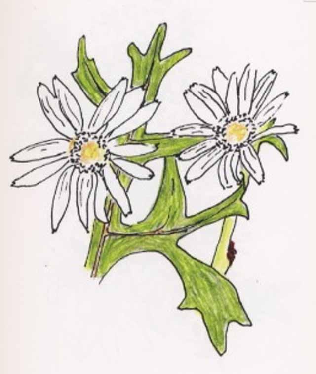   White Rosinweed &nbsp;( Silphium albiflorum ) drawing by Debora Young from&nbsp;  Prairie Wildflowers Illustrated   &nbsp;deborayoung.com  