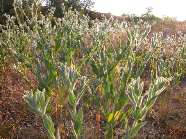  Mrs. Reliable,&nbsp; Snow on the Prairie&nbsp; ( Euphorbia bicolor ) is glorious in the setting sun. 