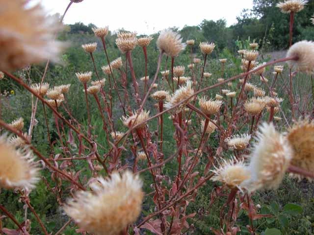   American Basketflower &nbsp;( Centaurea americana ) dead heads have spilled their seed on the dry prairie. 