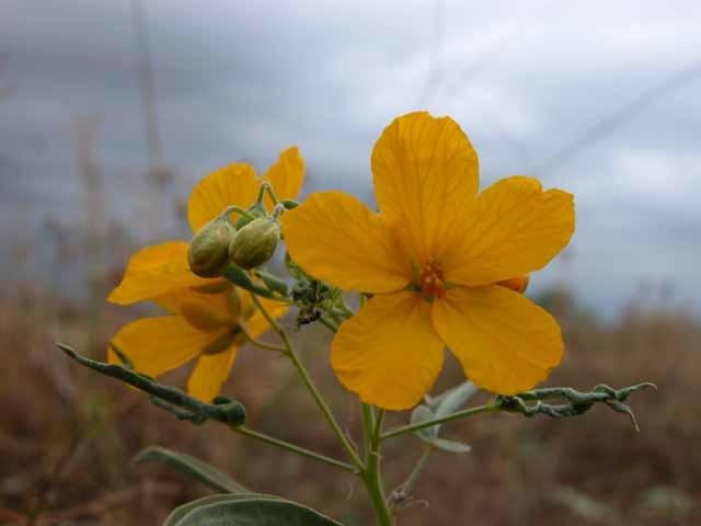  Drought tolerant,&nbsp; Two-leaf Senna &nbsp;has returned in scattered locations. 