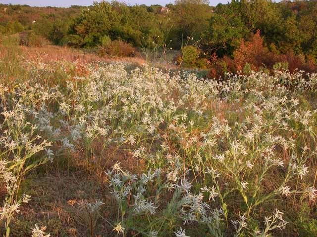   Snow on the Prairie , is one of the few native wildflowers that will bloom, rain or no rain. 