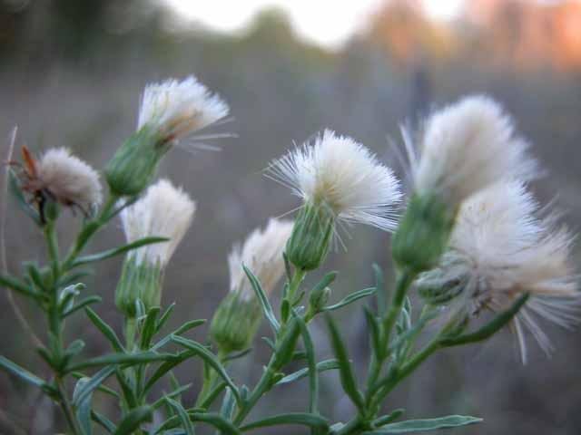   Prairie False Willow &nbsp;( Baccharis texana ) is loveliest when&nbsp;going to seed in October. 