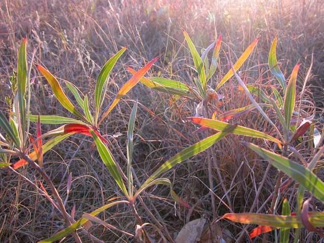   Missouri Primrose &nbsp;aka:&nbsp; Fluttermill , ( Oenothera macocarpa ) is colorfully vibrant in the setting Sun. 