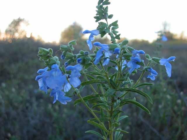   Giant Blue Sage&nbsp; ( Salvia azurea var. grandiflora ) is the color of the sky. 