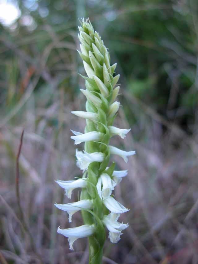  The&nbsp; piece de resistance &nbsp;of the fall prairie is the fragrant,&nbsp; Nodding Ladies' Tresses Orchid &nbsp;( Spiranthes magnicamporum ). 