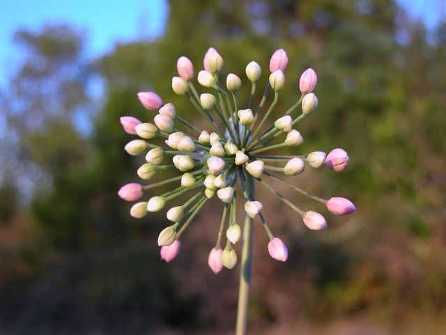   Prairie Onion &nbsp;( Allium stellatum ) in various stages of bloom are a refreshing site on the prairie. 