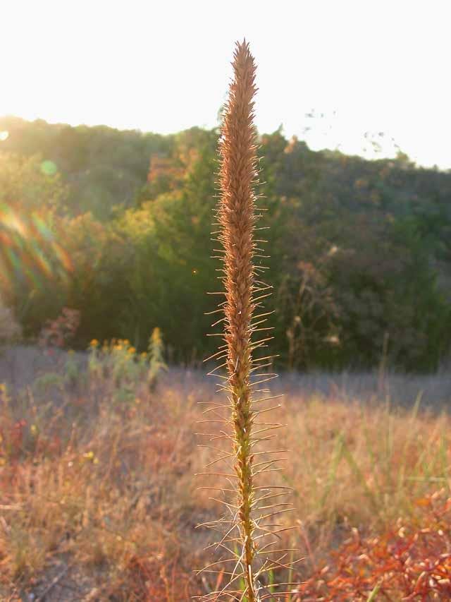  A not so&nbsp; Gay-feather &nbsp;( Liatris aestivalis ) enduring another day of drought before the deluge. 