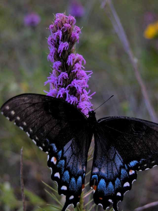  Black Swallowtail and&nbsp; Gayfeather , by Don Young 