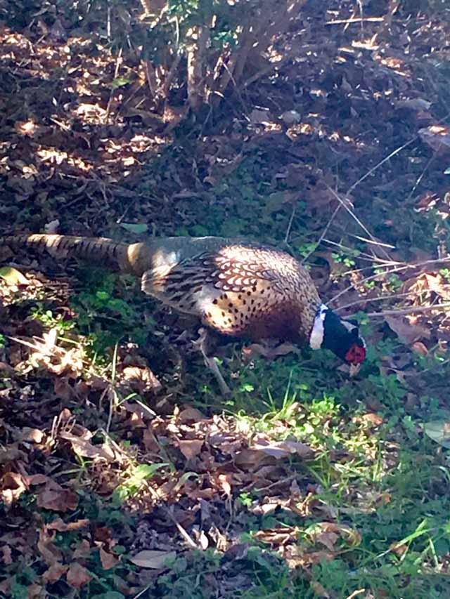  Obviously not native but there it was, a Ring-necked Pheasant, at Tandy on January 17. (Photo&nbsp;by Chuck Ambrus) 