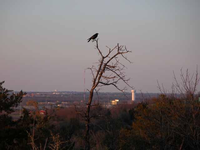  One of the family of&nbsp; Crows &nbsp;that inhabit Tandy Hills.&nbsp; 