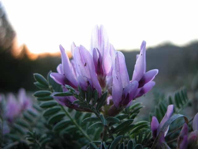   Lotus Milk Vetch &nbsp;( Astragalus crassicarpus ) also known as&nbsp; Ground Plum &nbsp;in the glow of the sunset. 
