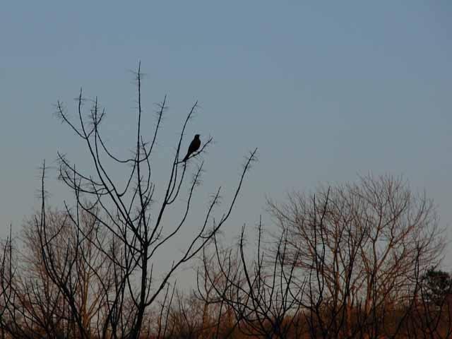  A solitary&nbsp; American &nbsp; Robin &nbsp;belies the hundreds that visited the park in February. 