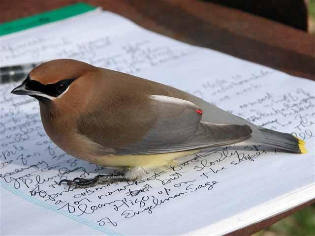  This&nbsp; Cedar Waxwing &nbsp;was the subject of Prairie Notes #15 from 2008. His progenitors visit&nbsp;Tandy Hills yearly. 