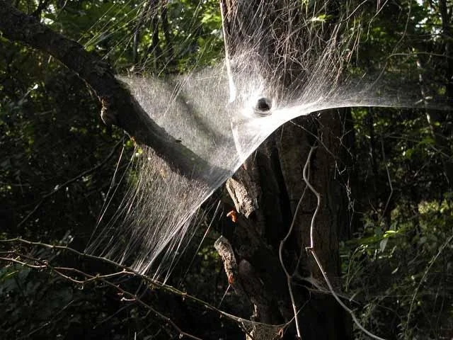 Do not touch #2: A spider's web in the forest is not unlike a galaxy with a black hole inside. Keep on trail.