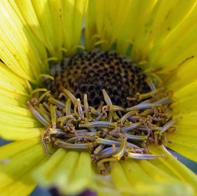 Pistils? A lovely work of art.