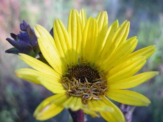 This  Yellow Compassplant  ( Silphium lacinatum ) caught my eye for the red stems, copper-blue buds and what was inside.