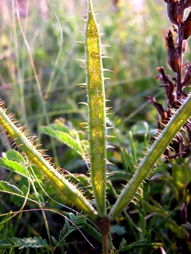 Spiky, opened seed packets of  Sensitive Briar  ( Mimosa roemeriana ) make a statement.