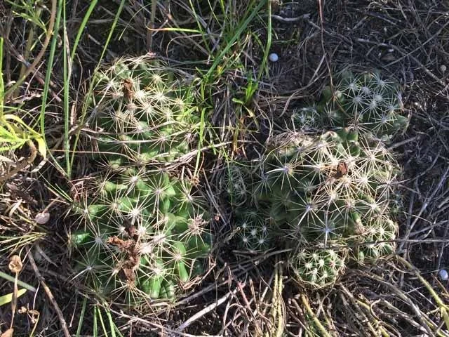 An exciting find and rare at Tandy Hills:  Grooved Nipple Cactus  ( Coryphantha sulcata)
