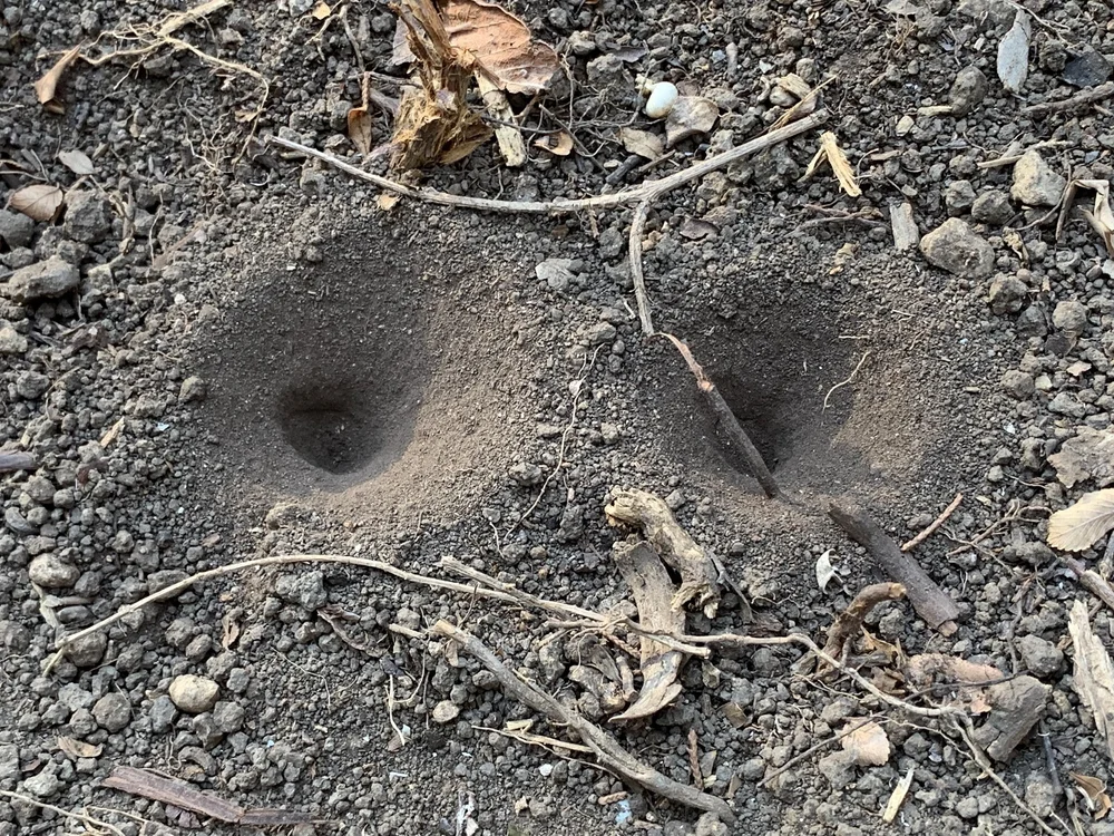   Antlion  traps were one of the few signs of life, in July. 