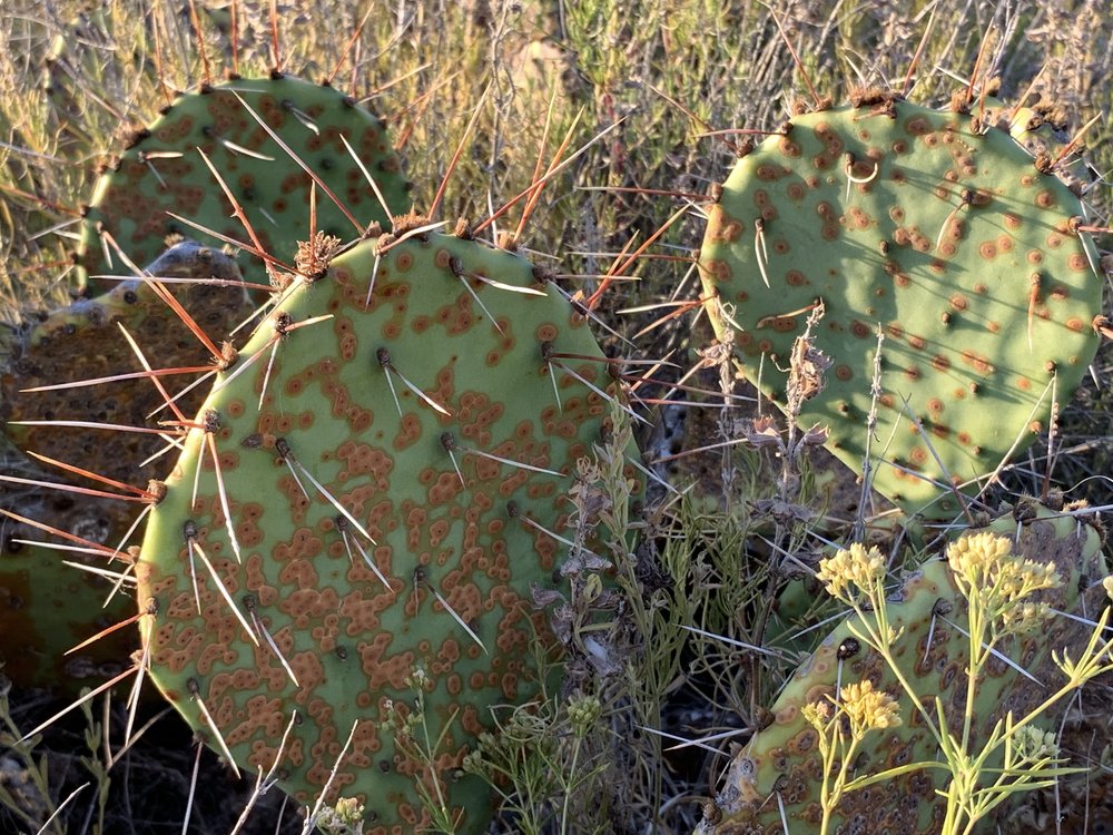   Prickly Pear   