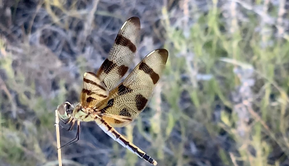  This  Halloween Pennant Dragonfly  was one of the few I saw in July.  