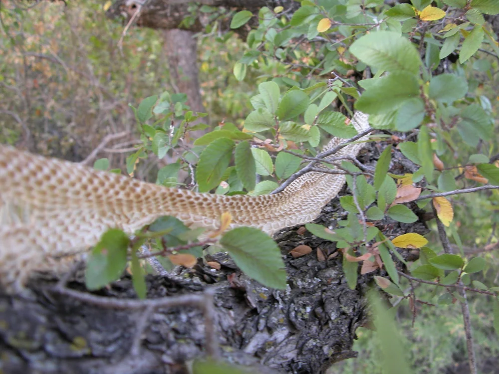 snake4.JPG