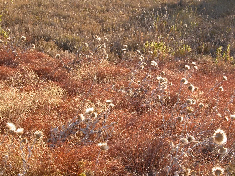  A patch of  Big Bluestem grass  and  Wavyleaf Thistles  that were green a month ago. 