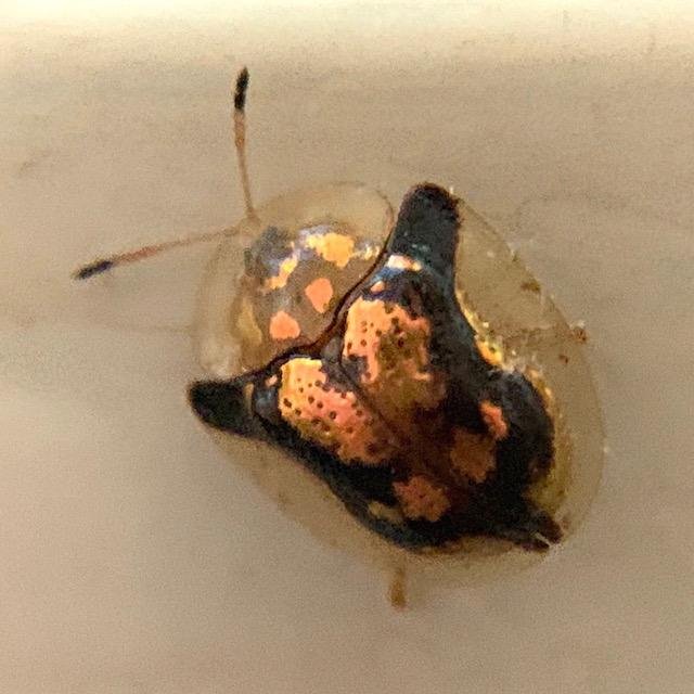  Small and beautiful:&nbsp; Mottled Tortoise Beetle &nbsp;( Deloyala guttata ) This gold-leafed bug is only 1/4" long. photo by&nbsp; Don Young  