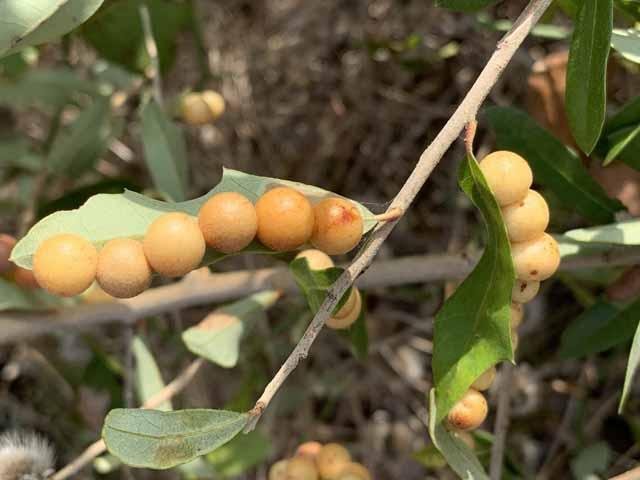   Gall Wasp &nbsp;( Belonocnema treatae ). The 1/4" diameter galls are attached to Live Oak leaves.&nbsp;photo by&nbsp; Don Young  