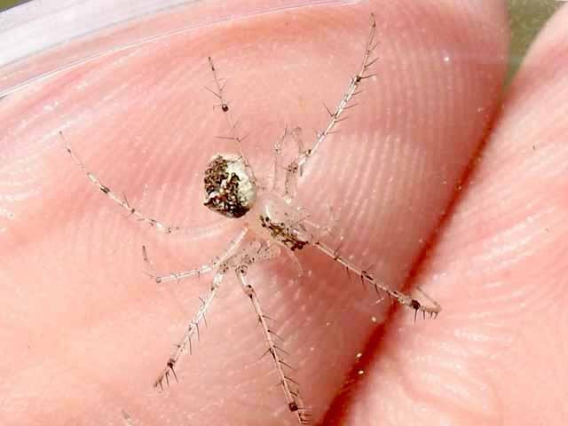   Pirate Spider &nbsp;(Genus&nbsp; Mimetus ), Photo&nbsp;by&nbsp; Sam Kieschnick  