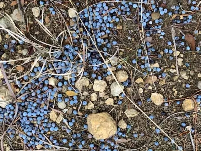   Ashe Juniper &nbsp;berries underfoot. 