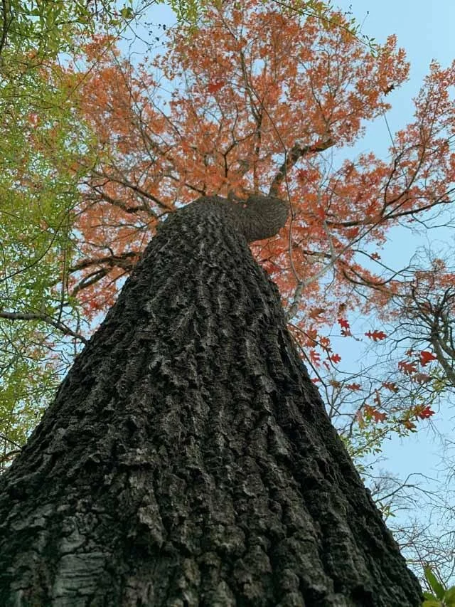  There are several very large&nbsp; Oaks &nbsp;in the bottomlands of Tandy Hills. 