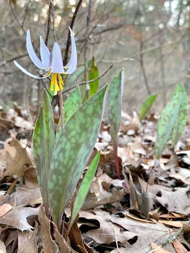  Despite a harsh winter, the&nbsp; Trout Lilies &nbsp;appeared on time, indicating that&nbsp;spring will surely come again. 
