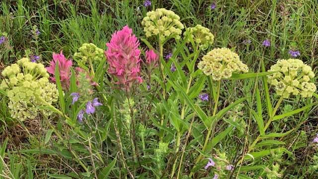   Indian Paintbrush &nbsp;&amp;&nbsp; Antelopehorn Milkweed &nbsp;shared the spring spotlight. 
