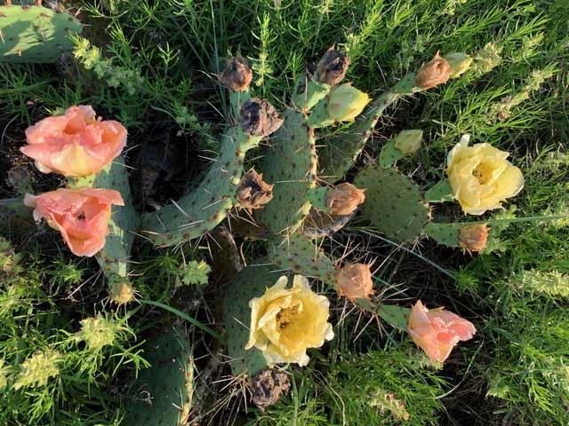  A beautiful pacth of&nbsp; Prickly Pear Cactus &nbsp;roses. 