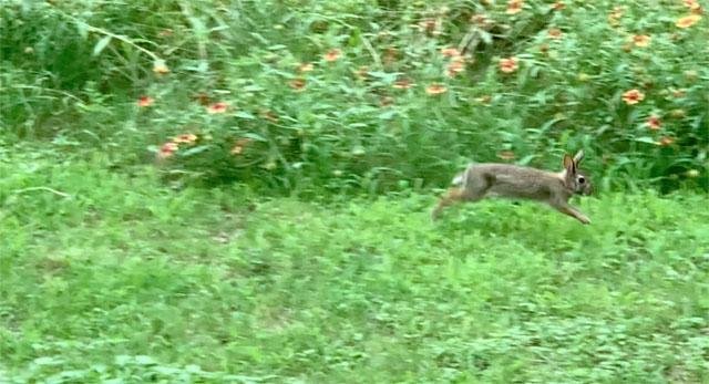   Eastern Cottontail Rabbit &nbsp;on the run. They were plentiful in 2021. 