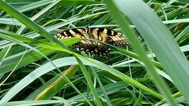   Eastern Tiger Swallowtail Butterfly &nbsp;(front view) warming up in the&nbsp; Indian Grass . 
