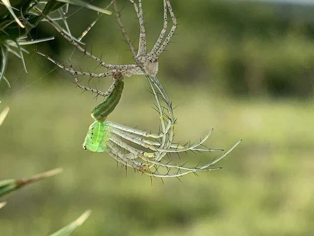   Green Lynx Spider &nbsp;in process of molting. 