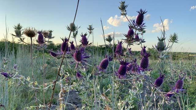  Magnificent stands of&nbsp; Eryngo &nbsp;peak in September. They are also popular hangouts for insects of all kinds. 