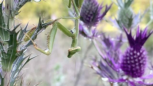  Preying Mantis eyeing me. They blend and contrast so well with their summer home. 