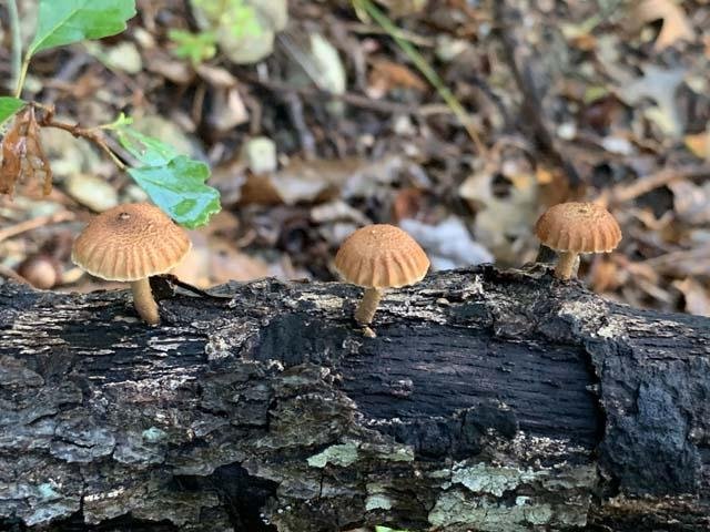  A charming trio of,&nbsp; Sulcate Sunhead Mushrooms &nbsp;( Heliocybe sulcata ) appeared after the rain. 