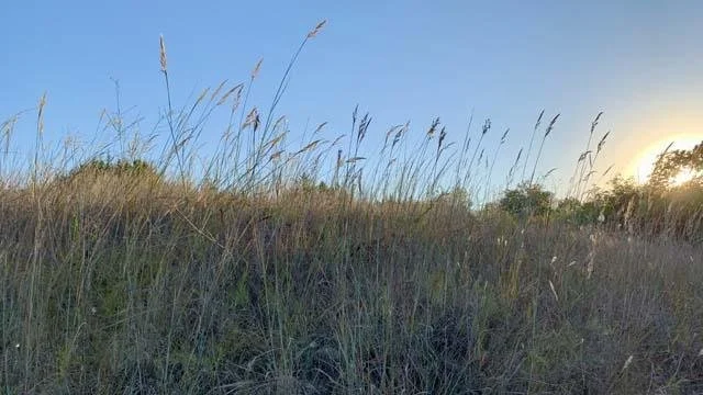  The seep under&nbsp; Barbara's Button Hill &nbsp;helps the&nbsp; Indian Grass &nbsp;grow in the fall. 