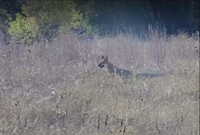   Fantastic Mr. Gray Fox &nbsp;in his prairie home. A very rare sighting here. Photo by,&nbsp; Ryan Spates , S&amp;S Trail Service 