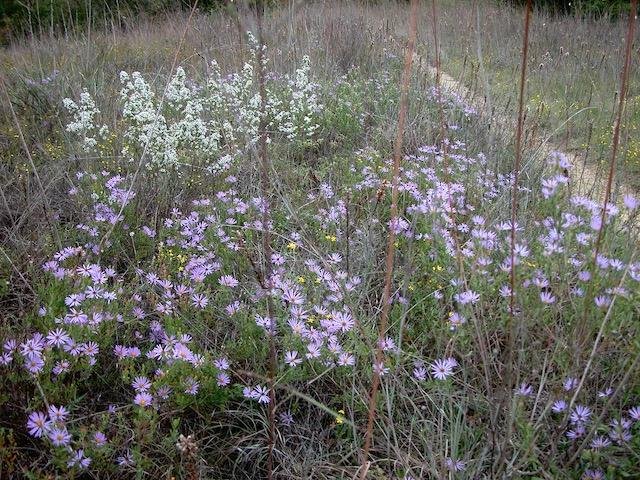  Here's a nice patch of  Late Purple Aster  and  White Heath Aster , growing side-by-side in October 