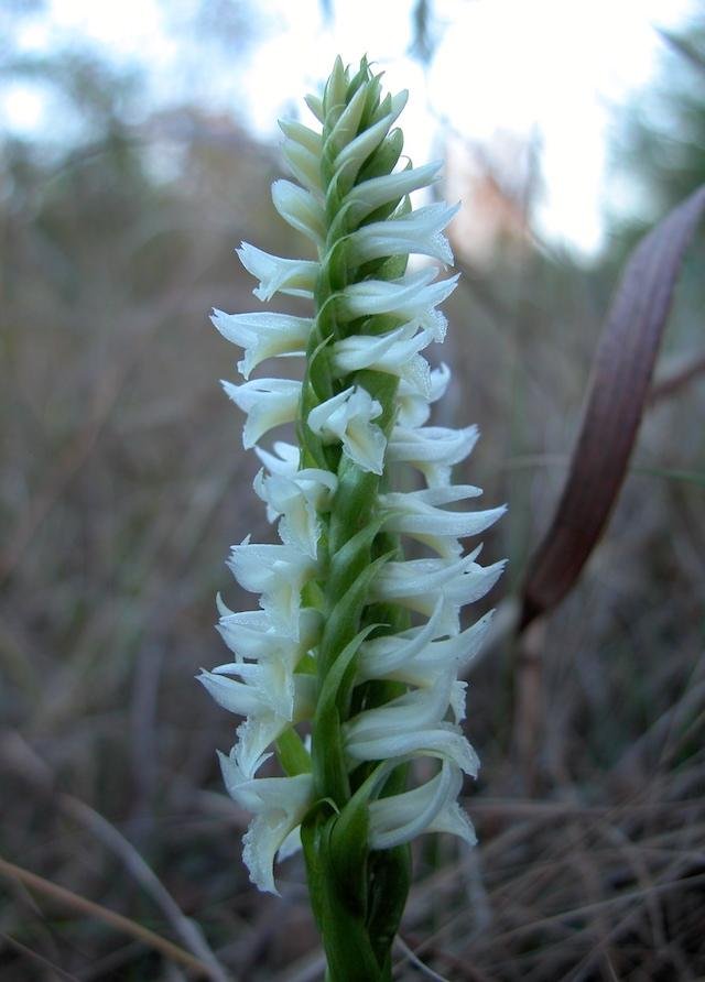  An unusually voluptuous and fragrant&nbsp; Great Plains Ladies' Tresses Orchid &nbsp;( Spiranthes magnicamporum)&nbsp; seen &nbsp; in &nbsp;late October. 