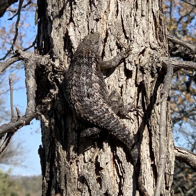  An extra large,&nbsp; Texas Spiny Lizard &nbsp;catching some solar rays on a chilly&nbsp;day in November. 
